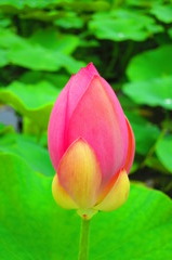 紅一点