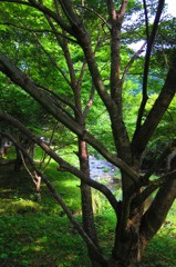 夏のせせらぎ