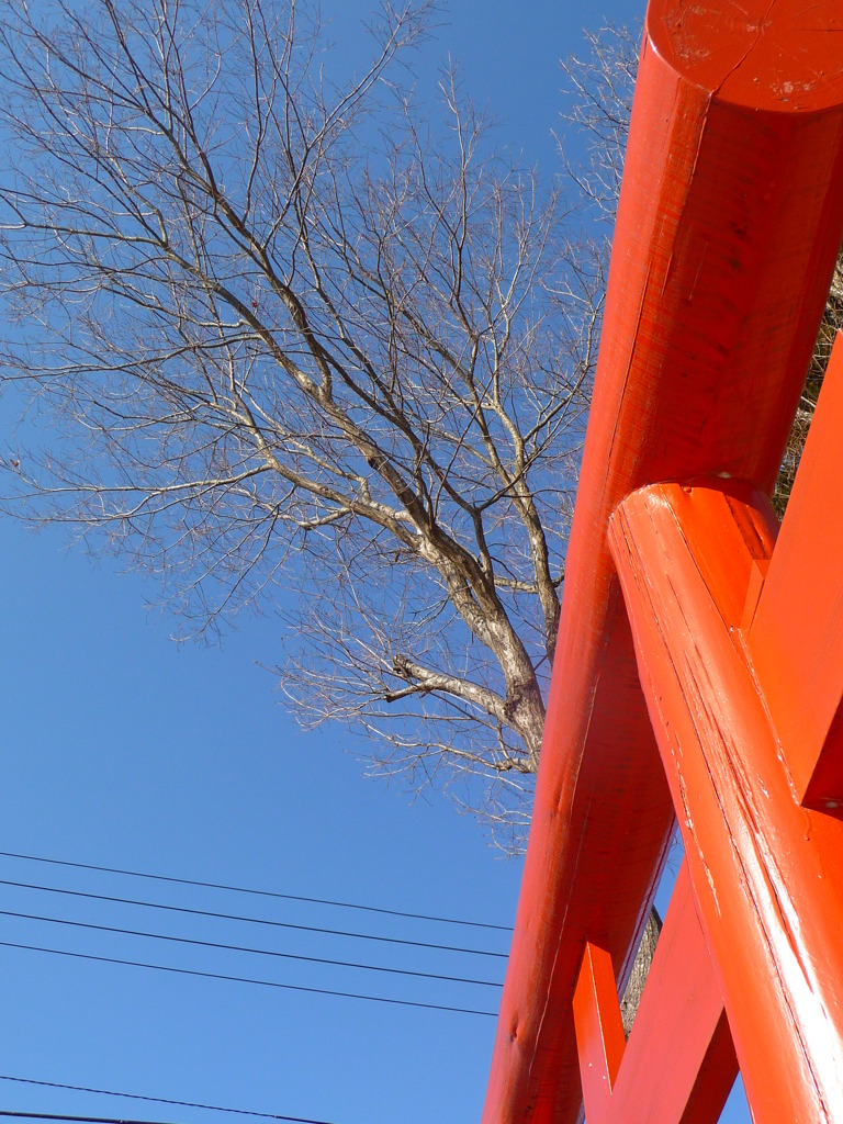 鳥居が元気をくれる