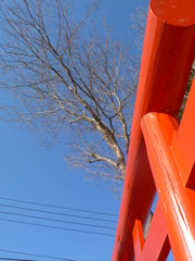 鳥居が元気をくれる