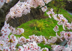 桜環