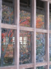張り付いた紅葉？