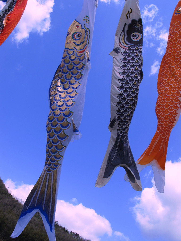 朝日を浴びて鱗が輝いている