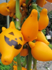 ハロウィーンだよ
