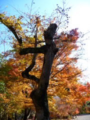 紅葉を切り裂く枯れ枝