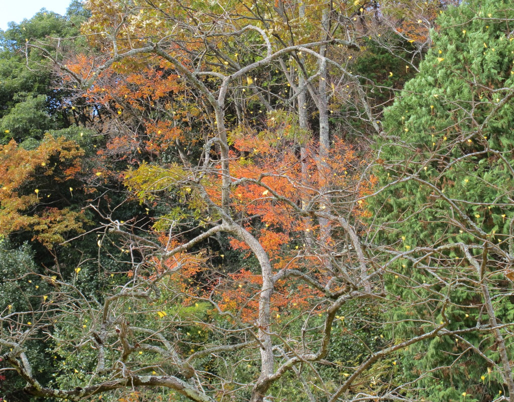 良く見ないと分かりませんよ（＾＾）