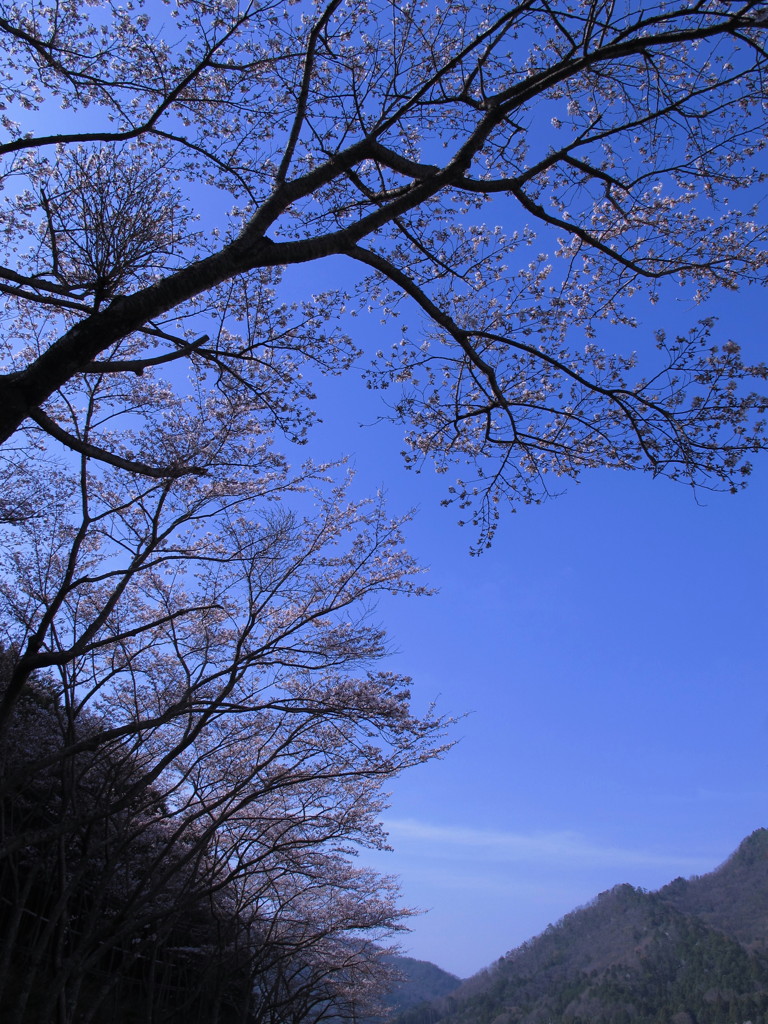 山桜