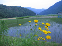 田植えが終わりましたよ