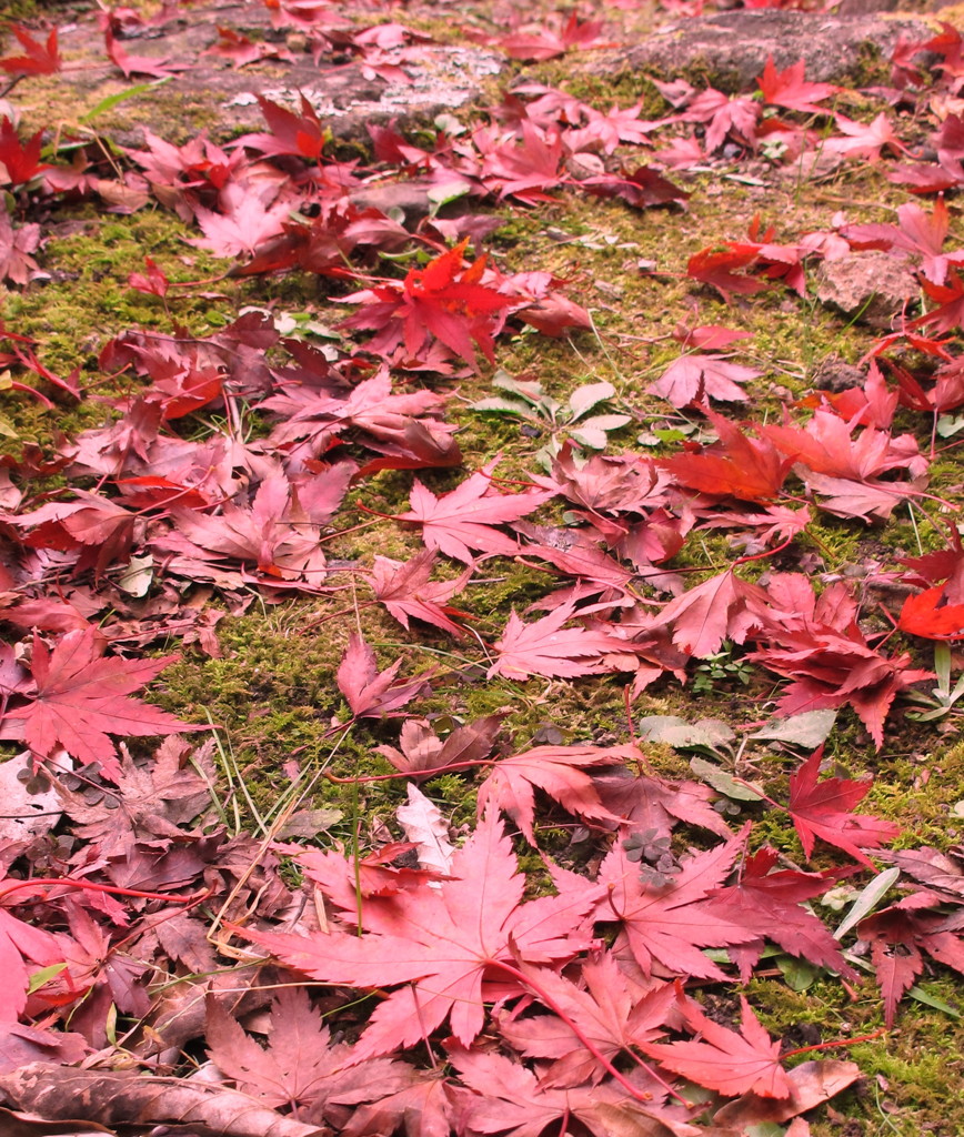 敷き詰められた紅葉が