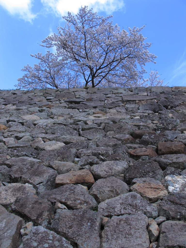 孤高の桜