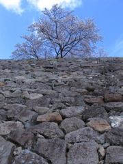 孤高の桜