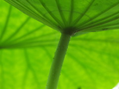 緑のベール