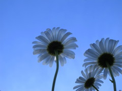 儚い硝子の花びら