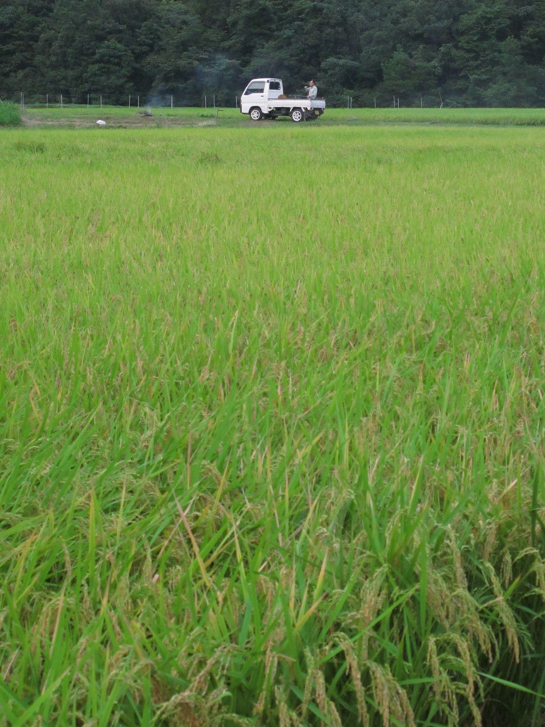 草刈り