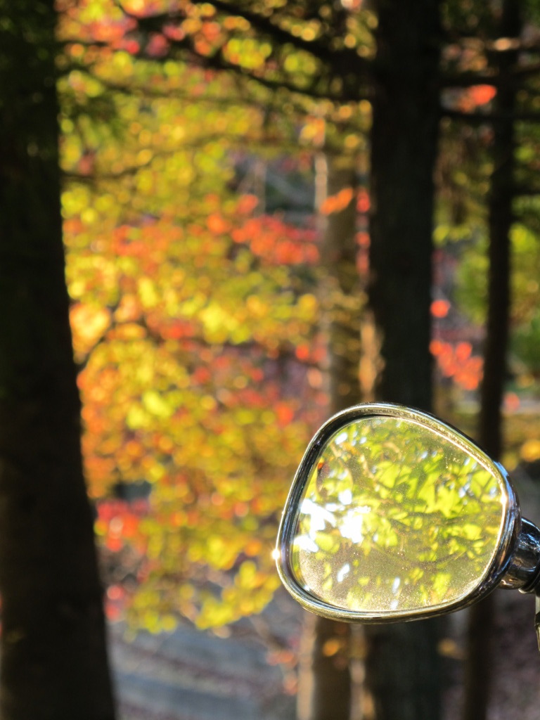 浮かび上がる紅葉