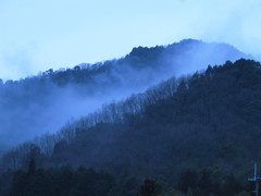 細枝