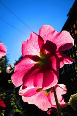 夏色　その１