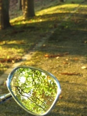 日が差すと見えなくなる紅葉