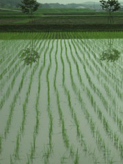 雨上がり