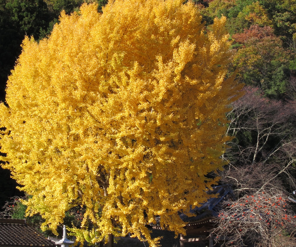 満開（＾＾）
