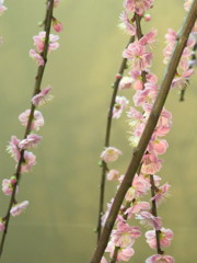 春の息吹