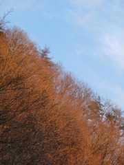 枯れ枝もイイよ（＾＾）