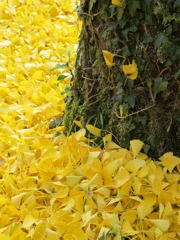 この幹からこの景色が生まれる