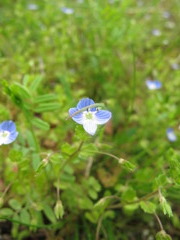 春を探していると目が出てきちゃった？