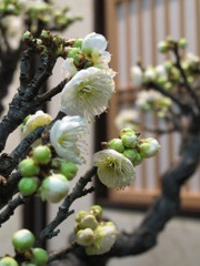 梅