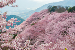 桜山