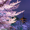 京都桜風景
