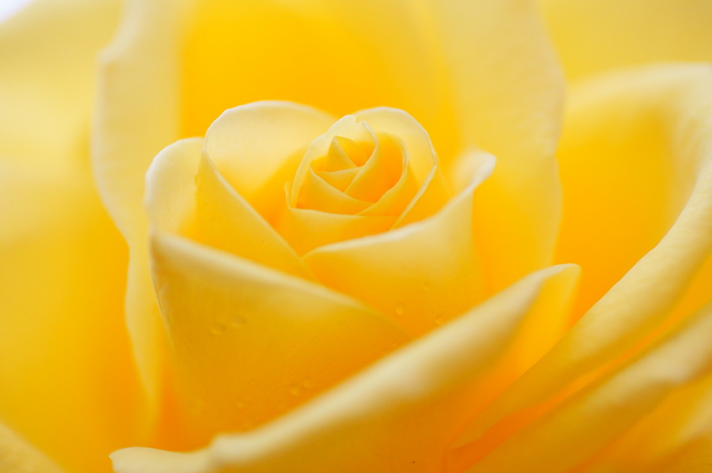 flower3