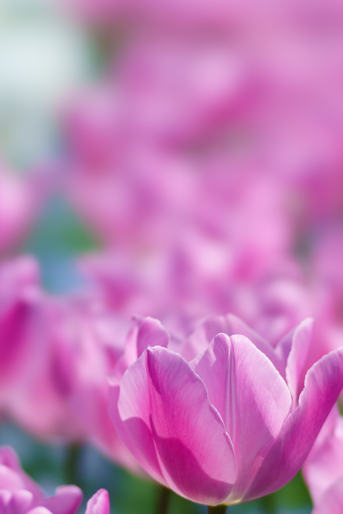 花畑