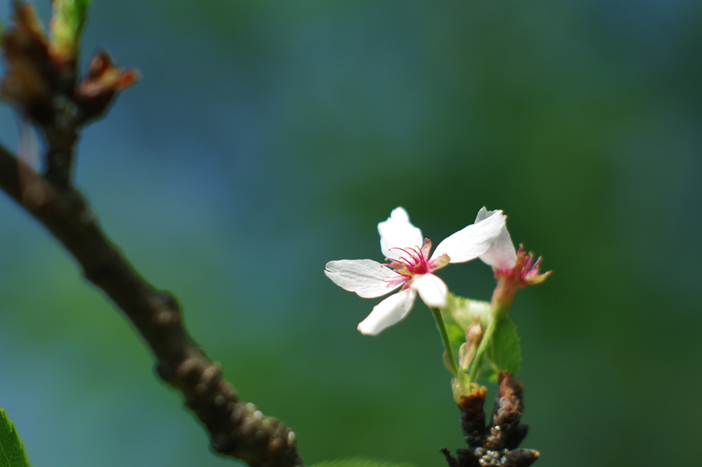 120524_開花(2012桜ファイナル)