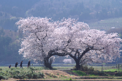 布目夫婦桜 2025年