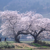 布目夫婦桜 2025年