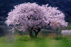 布目夫婦桜【再掲】