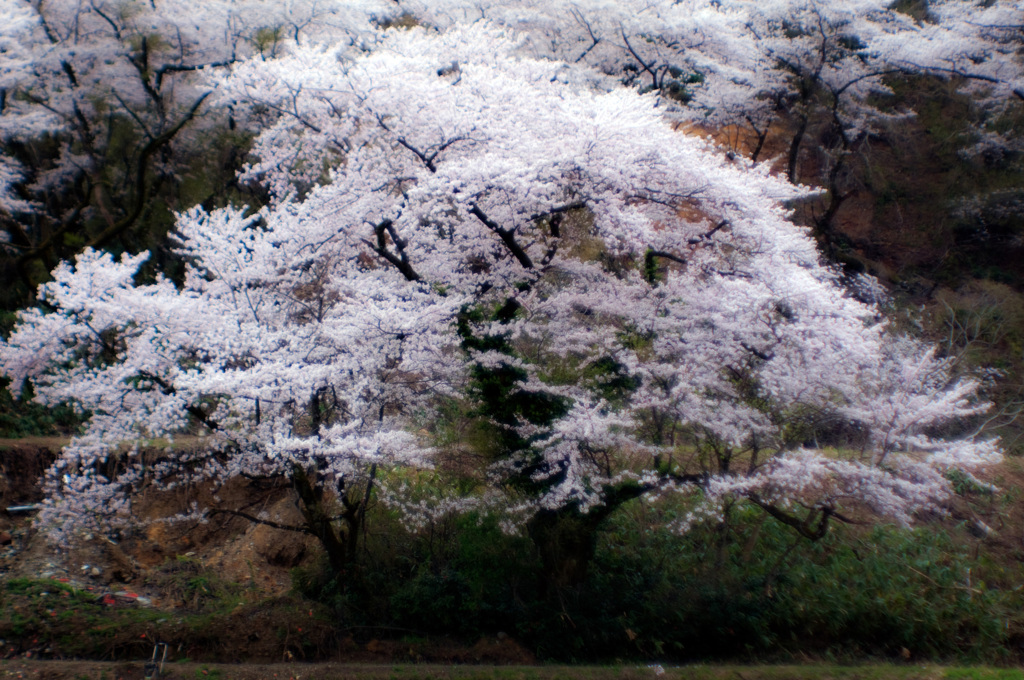 越乃桜吹雪 2023.4