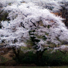 越乃桜吹雪 2023.4