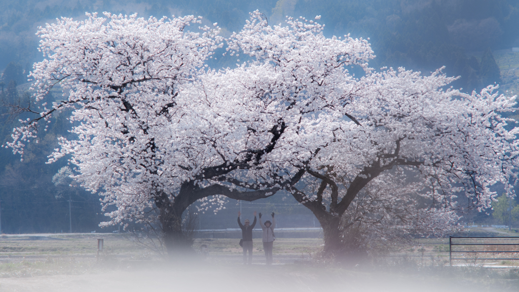 Banzai 布目夫婦桜