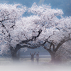 Banzai 布目夫婦桜