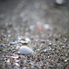 shell jewel 