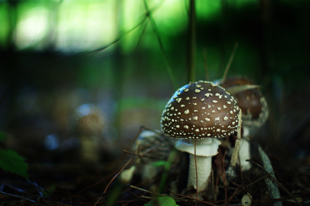 magic mushroom_v1 