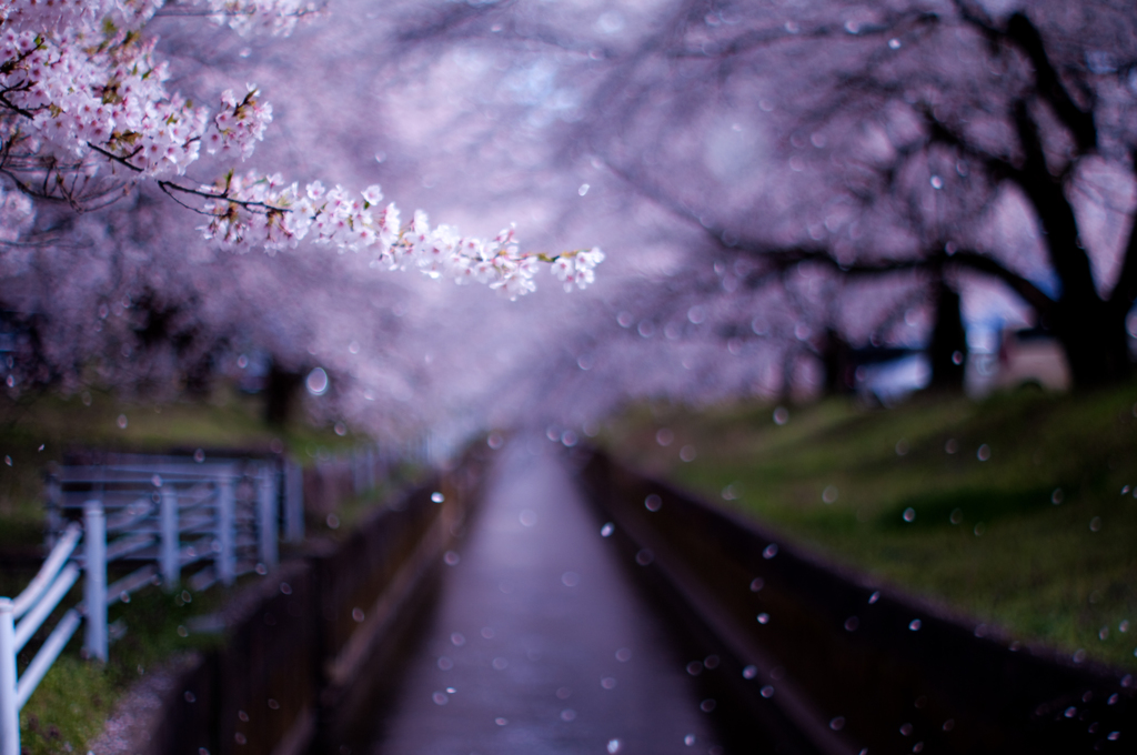 越後桜 掘割の舞　～平成末年桜～