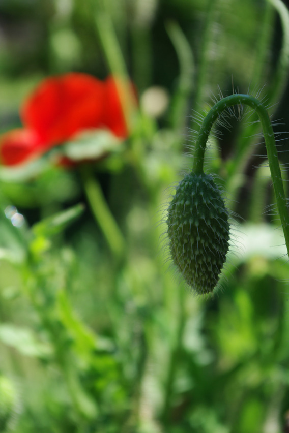(く～るまに)ポピィー♪