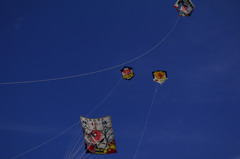 大いか・子いか