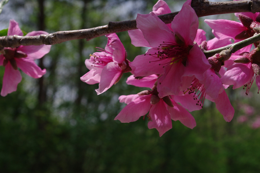 色濃く(桜より)