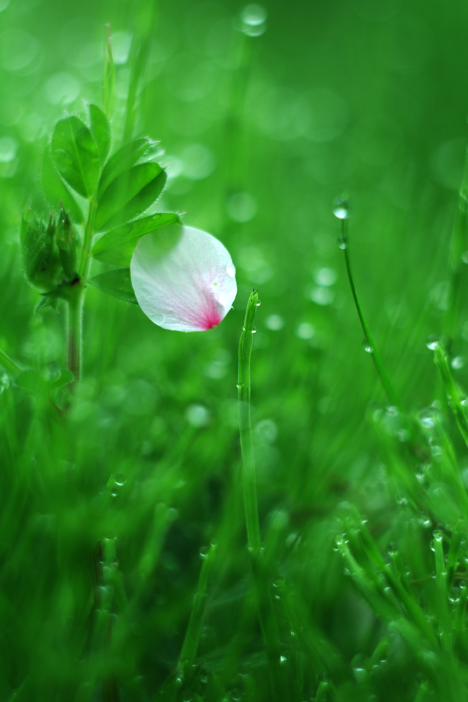 名残桜