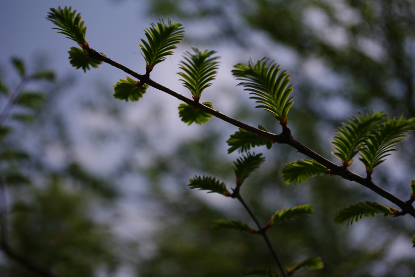 この木何の目？