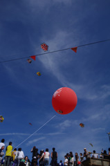 ベビー専用いか